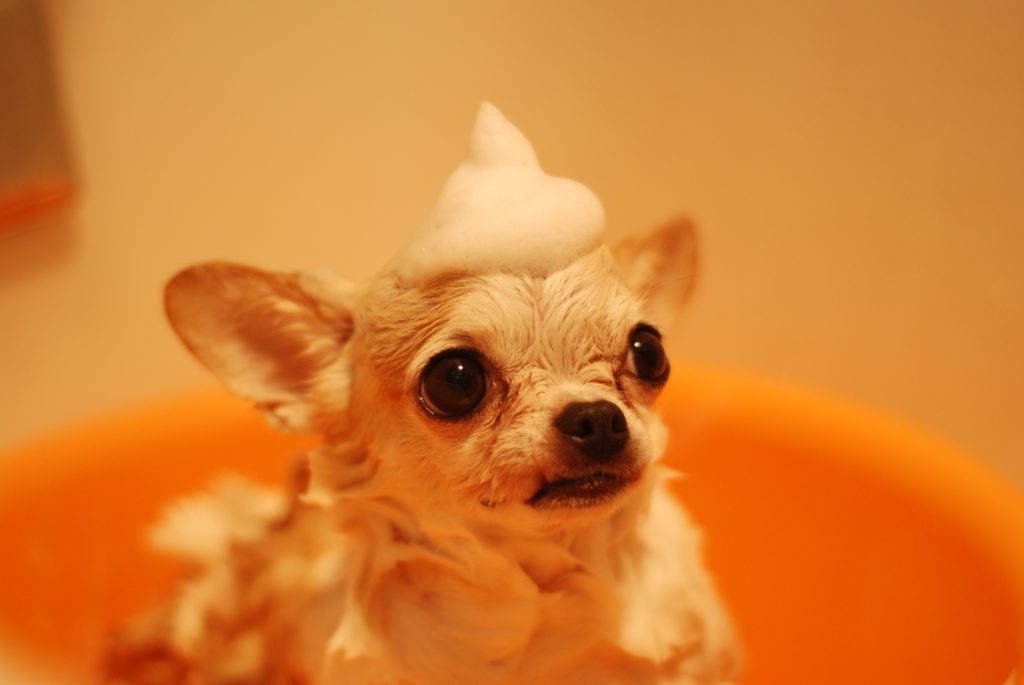 animal blur canine 485294 1024x685 1