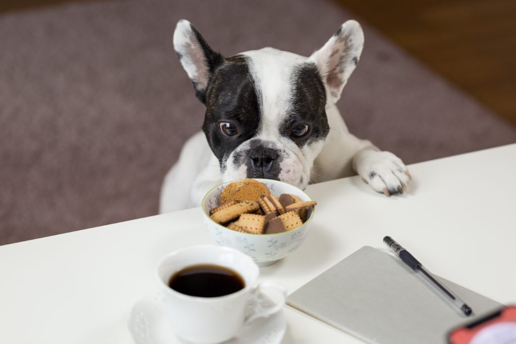 breakfast bulldog close up 688961 1024x683 1
