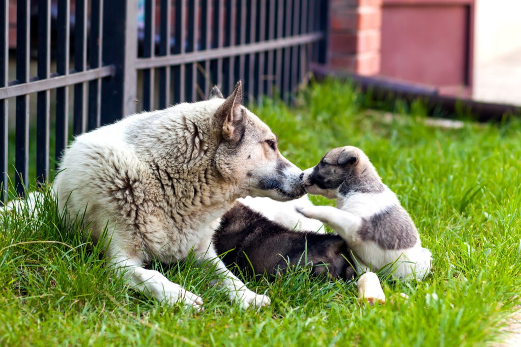 Mother dog with baby puppies, A cute puppy, a dog, dog - focus
